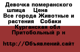 Девочка померанского шпица. › Цена ­ 40 000 - Все города Животные и растения » Собаки   . Курганская обл.,Притобольный р-н